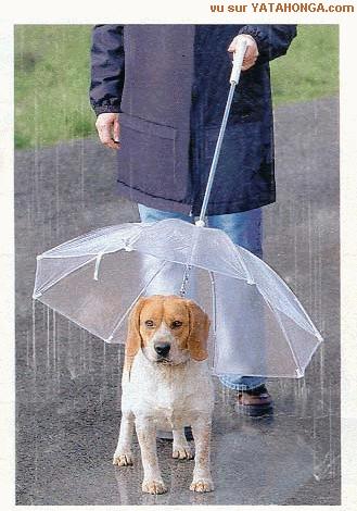 Un parapluie-chien............